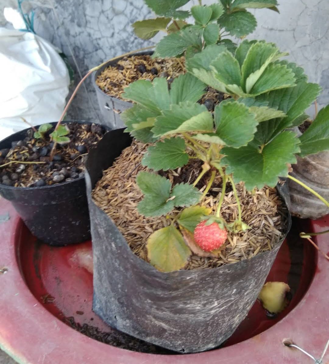10 Bareroot Plant Albion Strawberry Fruit Plant Garden Easy To Grow EBANIUS