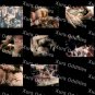 LITTLE ORPHAN DUSTY XXX USED DVD COLLECTOR CLASSIC F*STING RHONDA JO PETTY JOHN HOLMES