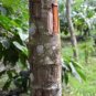 Ceylon Cinnamon Sticks 100% Pure Sri Lanka Quills Cinnamomum Verum Fresh Spice Premium Quality