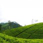 Bogawantalawa Kahata Pure Ceylon Black Tea 200g-800g Sri lankan tea Premium Quality