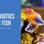 Fish Mox Forte Aquarium Treatment 250mg/500mg 75 Capsules Blister Pack with Tracking Available