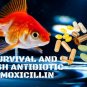 Fish Mox Forte Aquarium Treatment 250mg/500mg 75 Capsules Blister Pack with Tracking Available