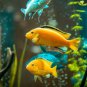Fish Mox Forte Aquarium Capsules 250mg/500mg Blister Pack 10-200 Capsules Tracking Available