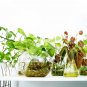 Grow Without Soil Plant Food mix, Herbs, Houseplants Nutrition indoor & outdoor
