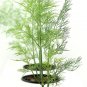 Grow Without Soil Plant Food mix, Herbs, Houseplants Nutrition indoor & outdoor