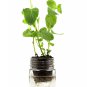 Grow Without Soil Plant Food mix, Herbs, Houseplants Nutrition indoor & outdoor