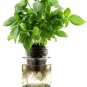 Grow Without Soil Plant Food mix, Herbs, Houseplants Nutrition indoor & outdoor