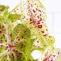 Grow Without Soil Plant Food mix, Herbs, Houseplants Nutrition indoor & outdoor