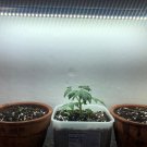 2 Modified LED Lights to Grow Light for All Plants 2FT 20W 6500K Daylight T8 2FT