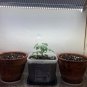 2 Modified LED Lights to Grow Light for All Plants 2FT 20W 6500K Daylight T8 2FT