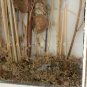 SUPERB! VICTORIAN 19TH CENTURY WINDOW FRAME ART DRIED FLOWERS DECOR SHABBY CHIC