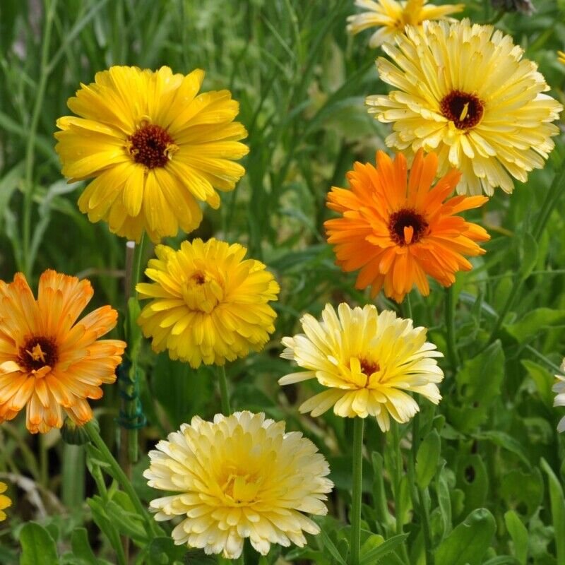 Pacific Beauty Mix Calendula