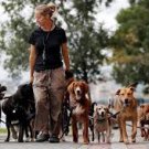 Dog Walking Web Site