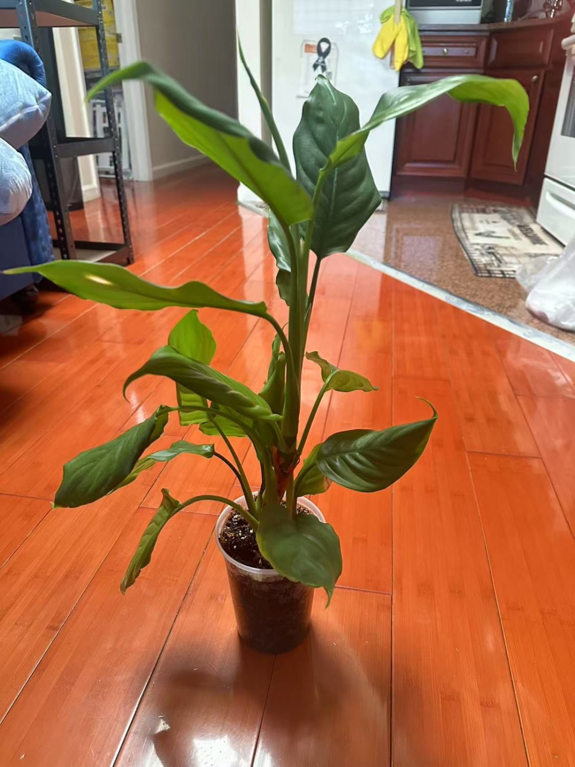 aglaonema modestum 17"