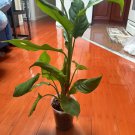 aglaonema modestum 17"