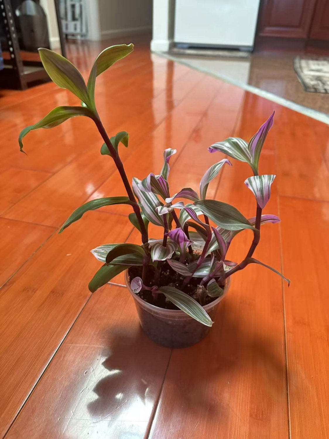 Tradescantia Zebrina