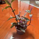 Tradescantia Zebrina