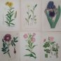 Six antique botanical prints, delicate pink & blue flowers, 10x6 Germany
