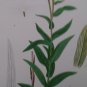 Six antique botanical prints, delicate pink & blue flowers, 10x6 Germany