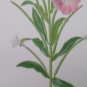 Six antique botanical prints, delicate pink & blue flowers, 10x6 Germany