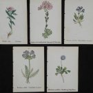 Five Antique Botanical Prints, delicate Pink & Blue Flowers, Printed in Germany
