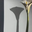 Merci Michel D'Aloisio, Floral Artwork "Calla Lilies" Calla Lily with Shadow