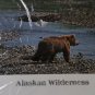 4 Brand New Wildlife photography Prints- Alaskan Wilderness, Artist Kieft