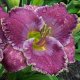 Large Flowers