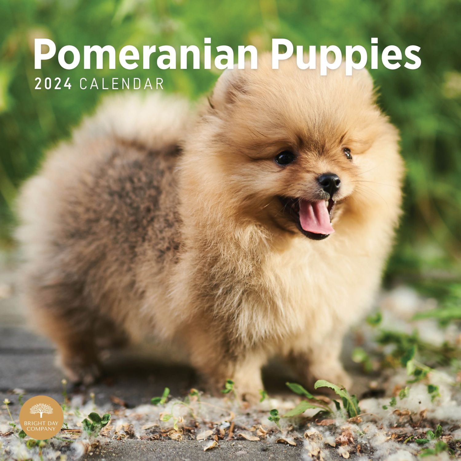 Pomeranian Puppies 2024 Wall Calendar   6556d49cb6782 609076b 