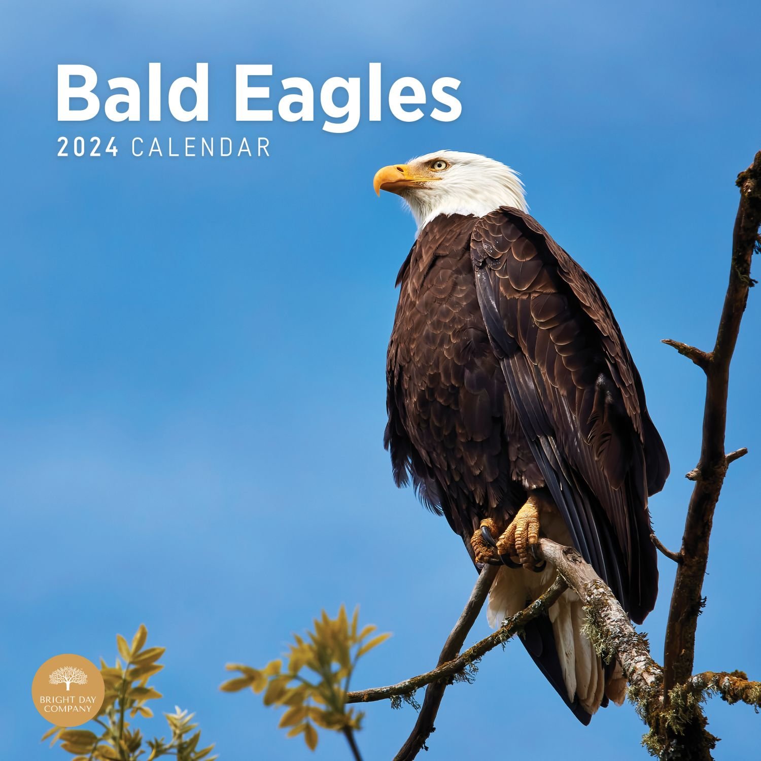 Bald Eagles 2024 Wall Calendar   6556dbcc4b39c 609076b 