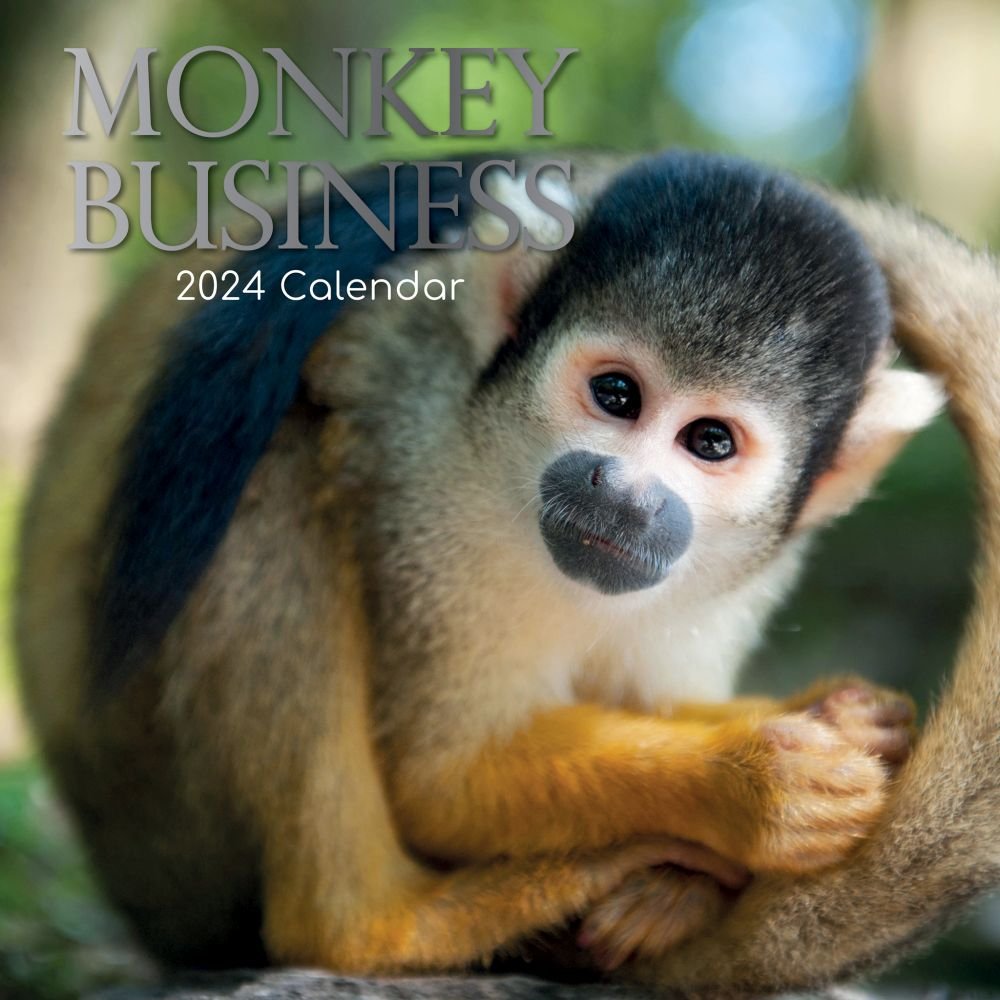 Monkey Business 2024 Wall Calendar   6556df02c9ae0 609076b 