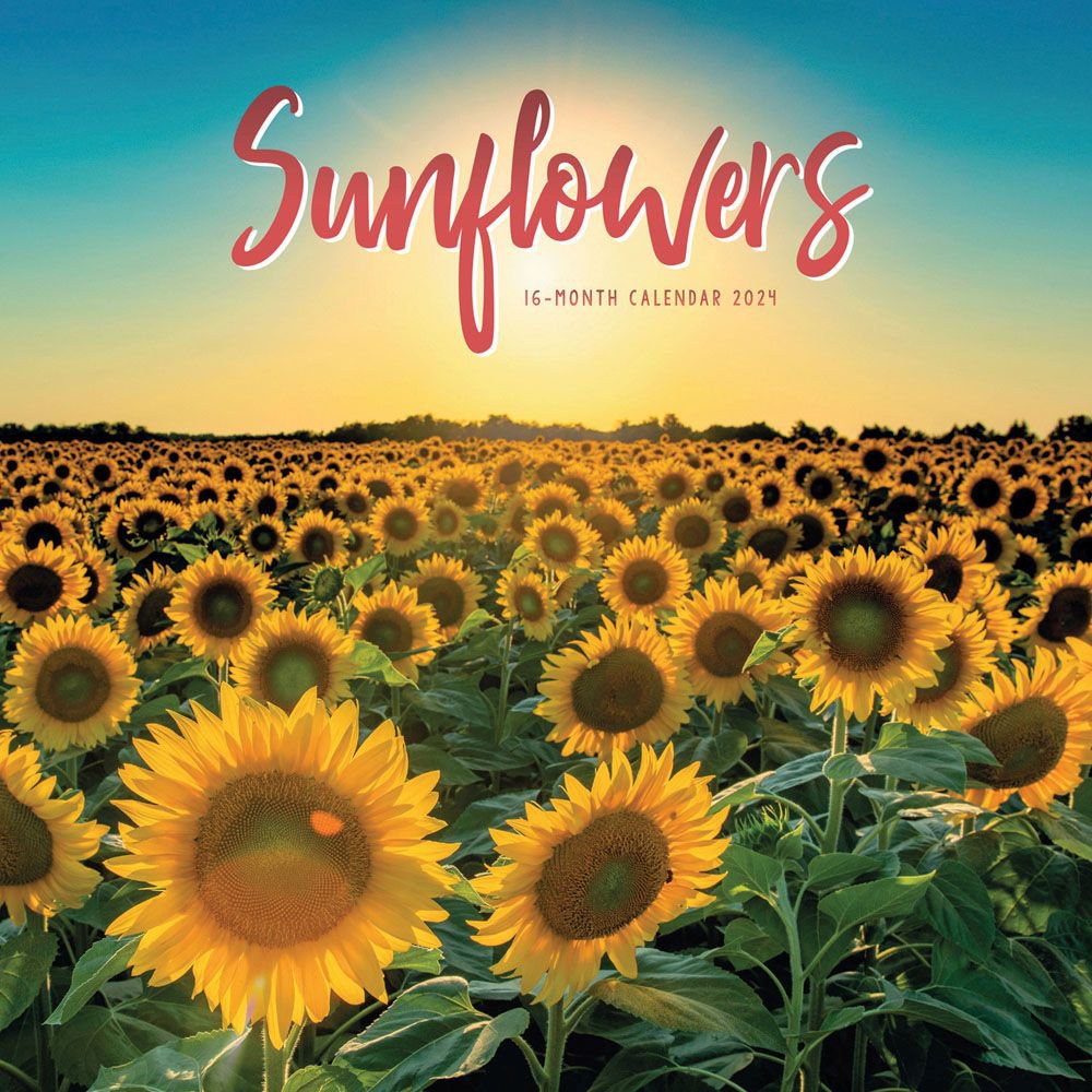 Sunflowers 2024 Wall Calendars   6557045fd517f 609076b 