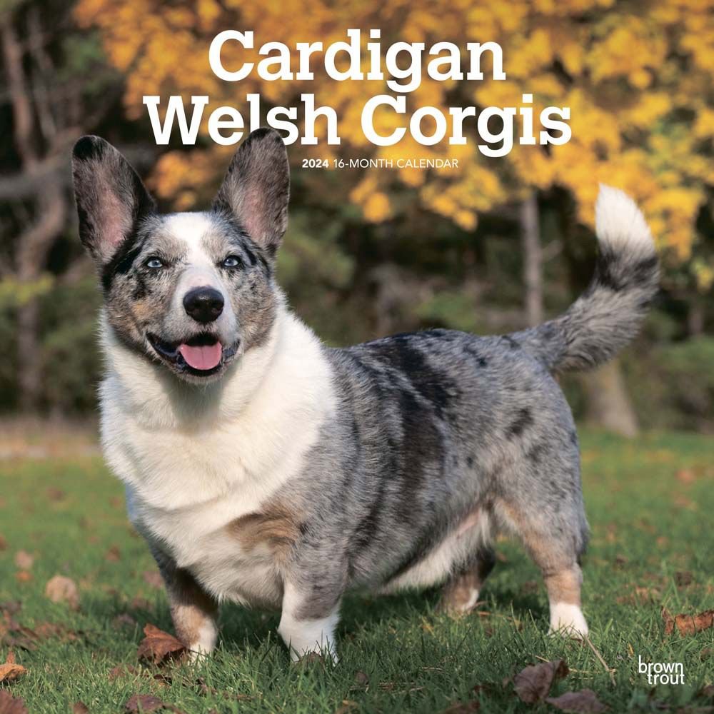 Welsh Cardigan 2024 Wall Calendar