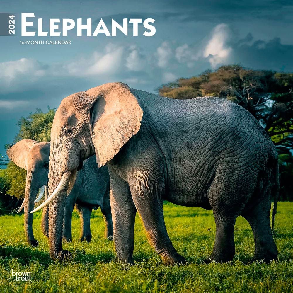 Elephants 2024 Wall Calendar