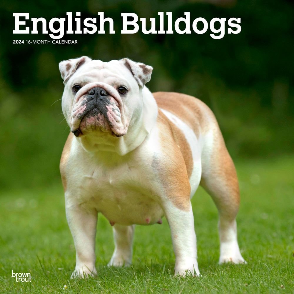 Bulldogs 2024 Wall Calendar