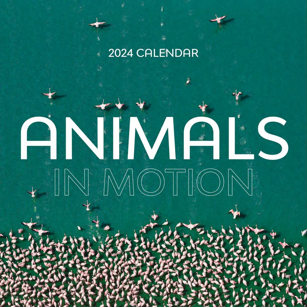 Animals In Motion 2024 Wall Calendar