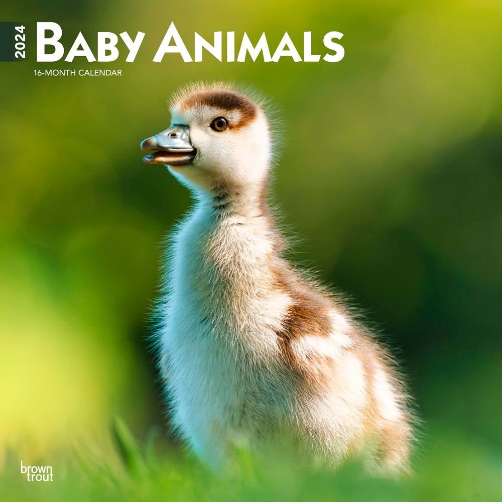 Baby Animals 2024 Wall Calendar   6557559d18445 609076b 