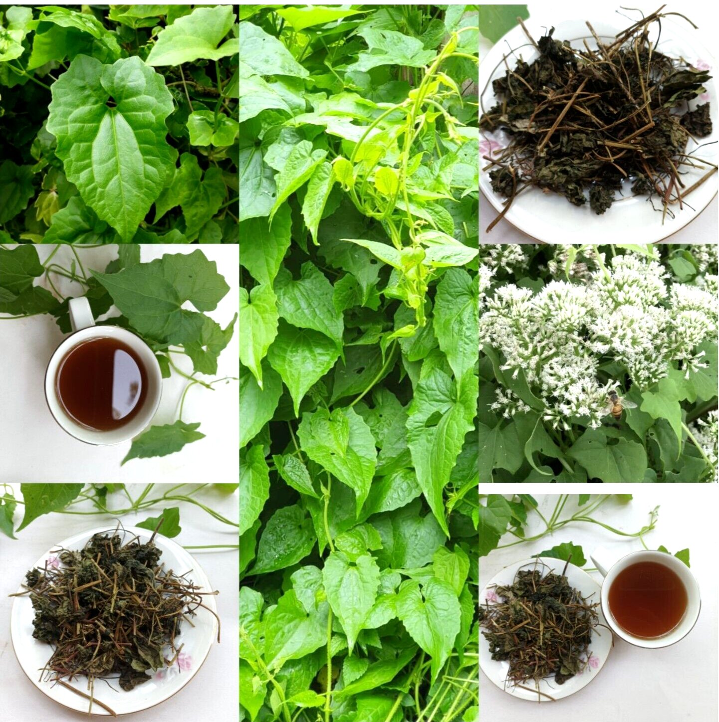 Dried Jamaican Guaco Mikania Leaves Wildcrafted Alkaline Herb Natural