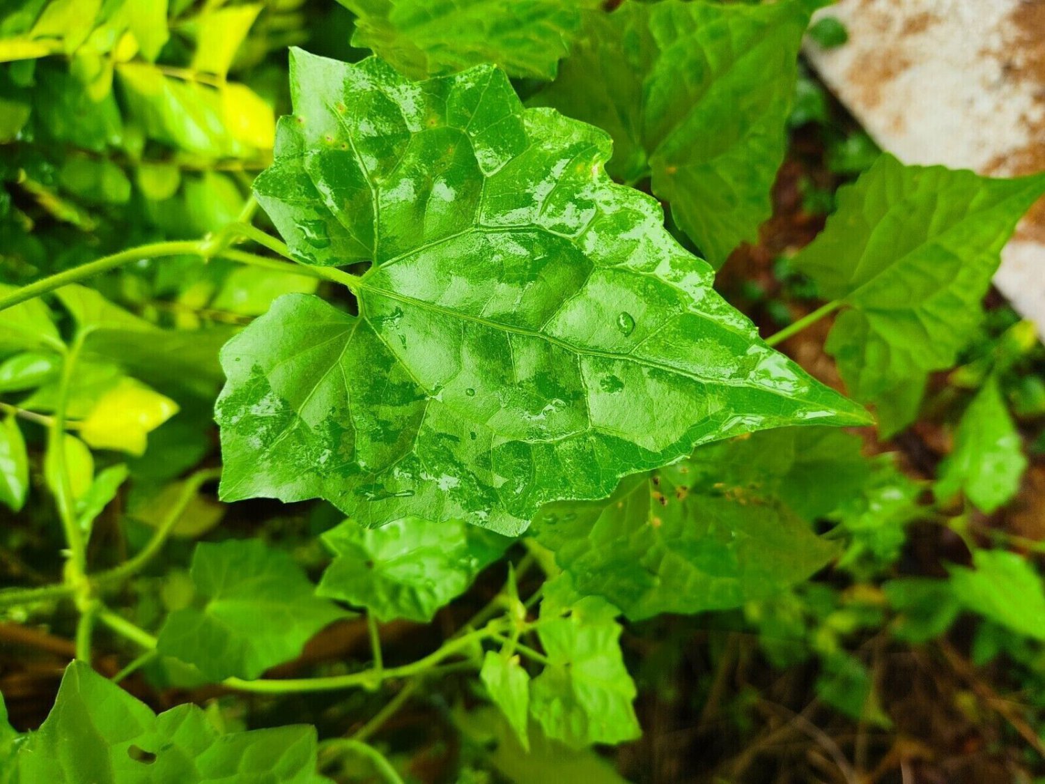 Dried Jamaican Guaco Mikania Leaves Wildcrafted Alkaline Herb Natural