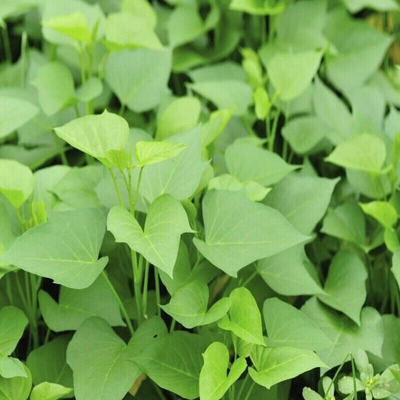 200+ Pcs Dried Sweet Potato Leaves Ceylon Natural Herbal Drink 100 Pure Organic