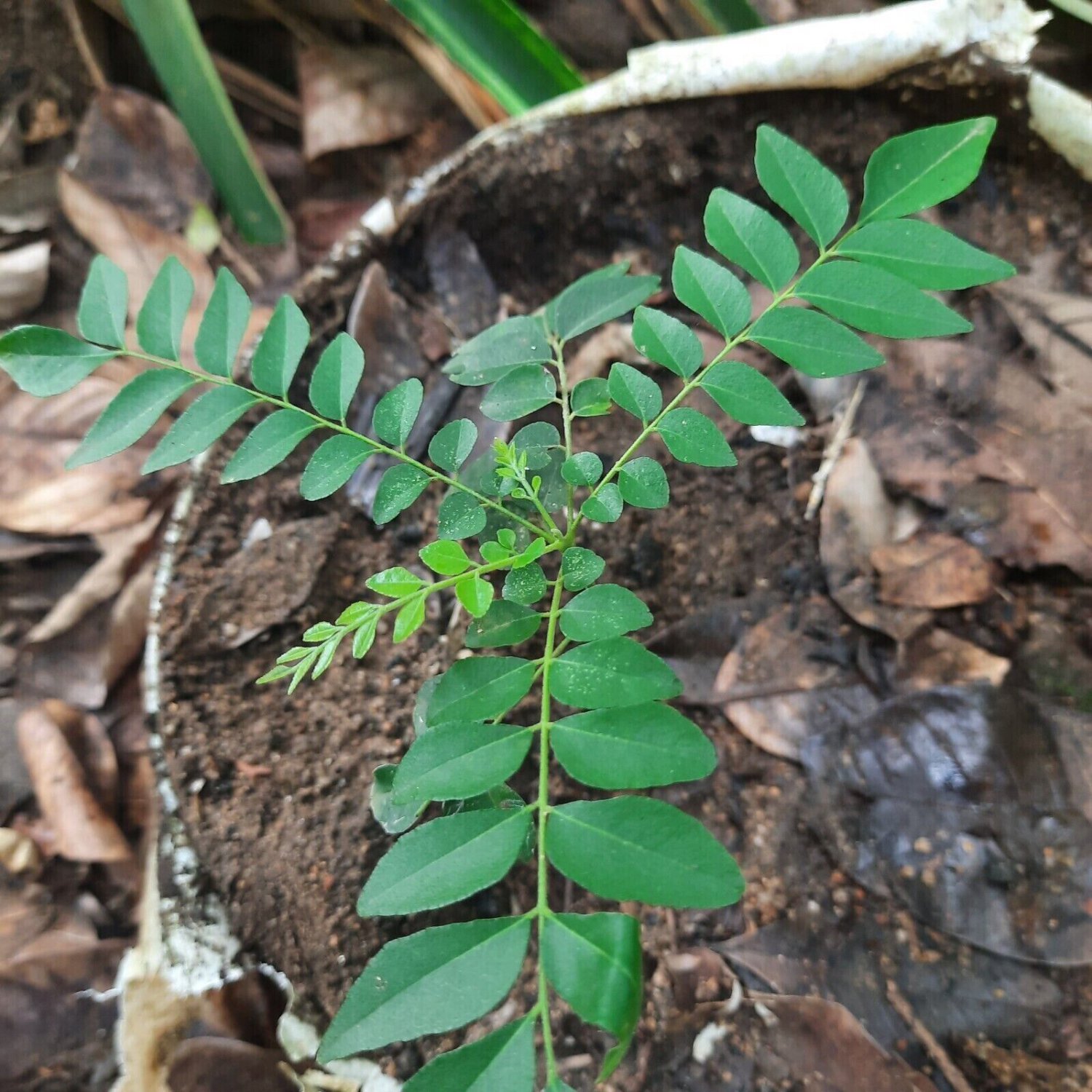 100Pcs Dried Curry Leaves Seeds Natural Curry Leaf Plant Kadi Patta
