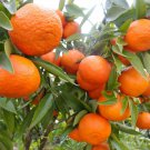 1 pcs Plant Mandarin Tangerine Orange Fruit Tree Size 6'' To 15'' for Home Garden