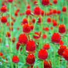 200 Fresh Seeds Red Radiant Gomphrena Globosa Varieties