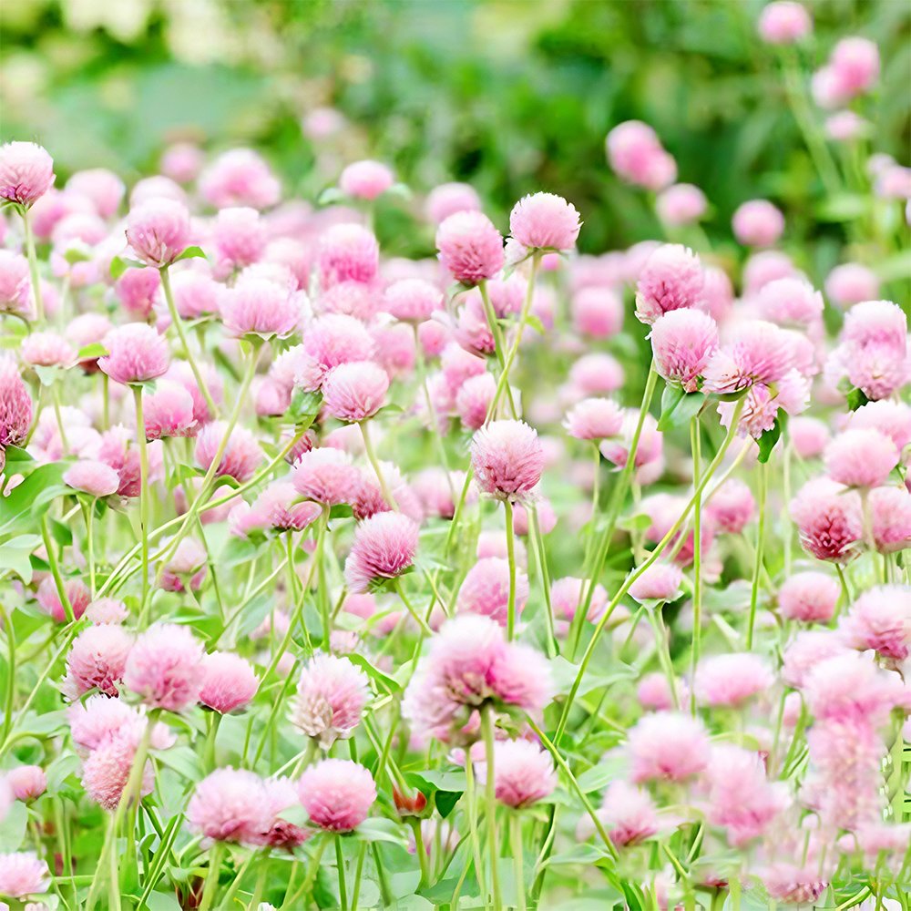 200 Fresh Seeds Pink Radiant Gomphrena Globosa Varieties