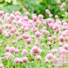200 Fresh Seeds Pink Radiant Gomphrena Globosa Varieties