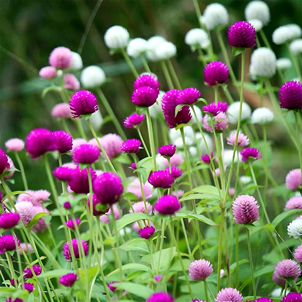 200 Fresh Seeds Mixed Radiant Gomphrena Globosa Varieties