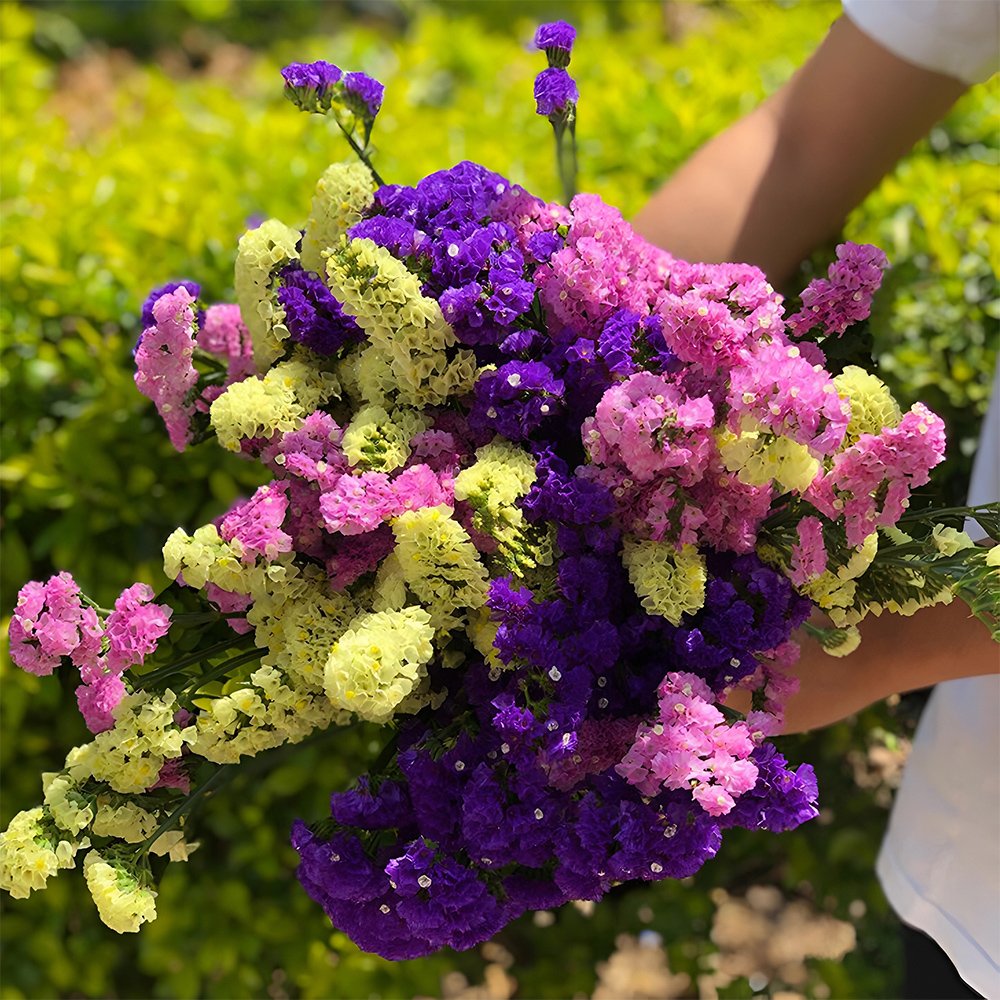 300 Limonium Sinuatum Seeds Statice Mixed Flower Fresh Seeds