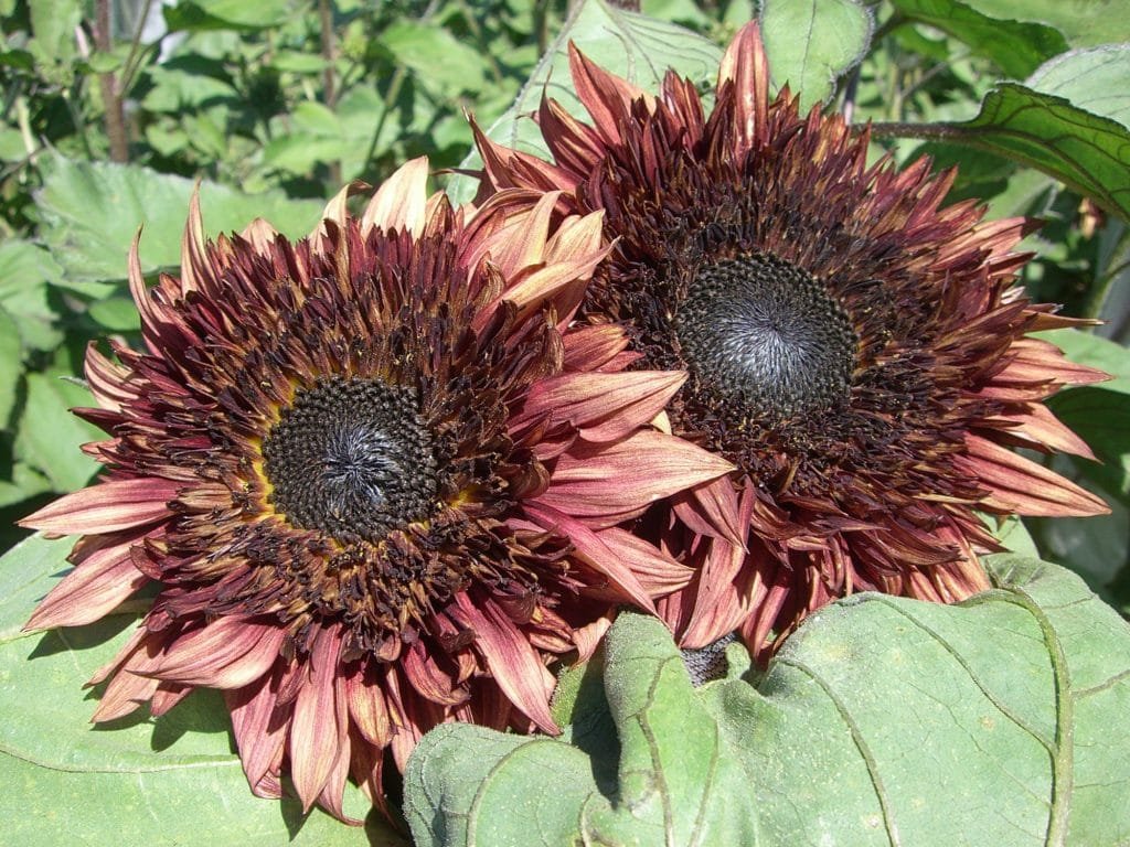 Sunflower Double Dandy Fresh Seeds Unique Semi Double Petal Type With Mauve Color