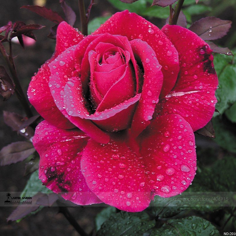 Large Feral Red Rose Flower Fresh Seeds 50 Fresh Seeds Rare Uncultivated Fragrant Rose