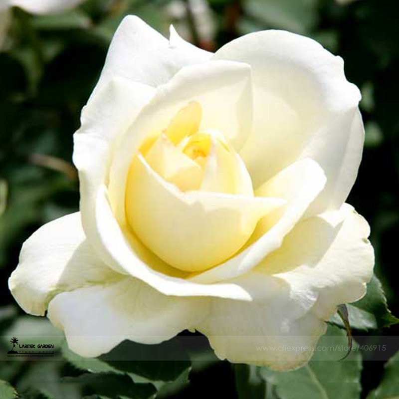50 Fresh Seeds New White Rose Shrub Flower Fresh Seeds